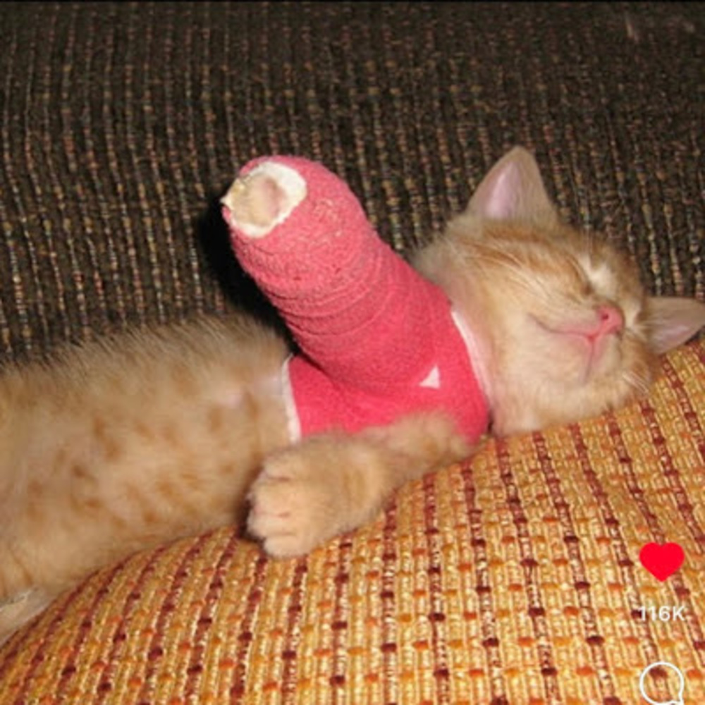 Meet your Posher, Kitkatkay